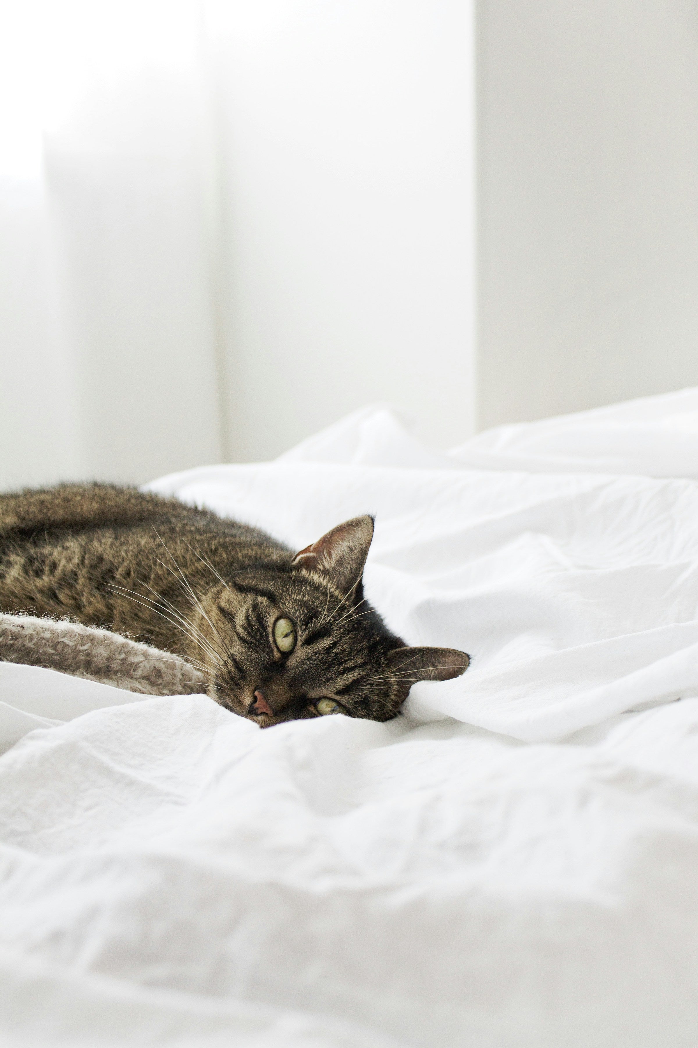 Pets — GuidesBooks